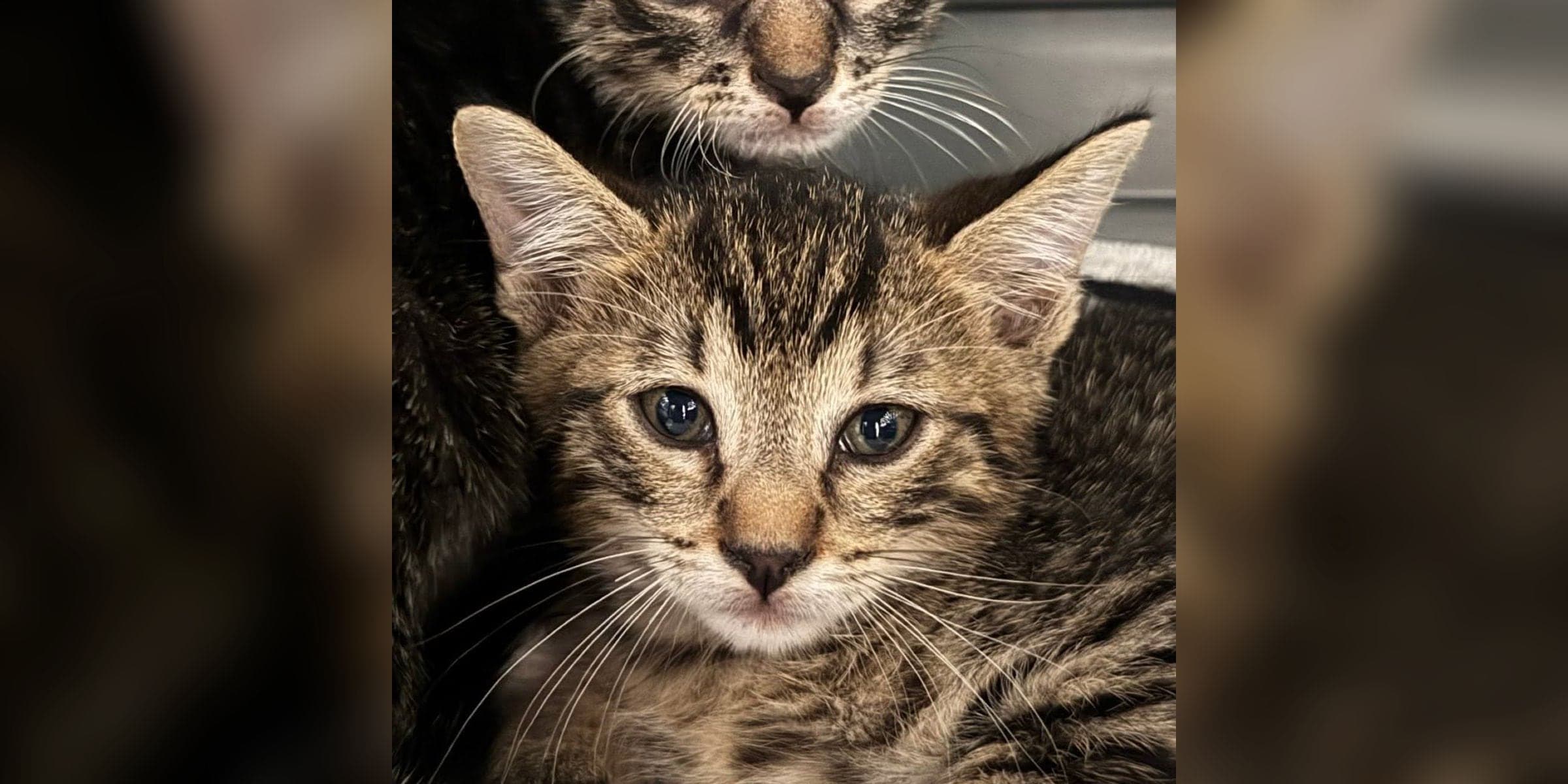 Tabby kittens at the HSSTT shelter