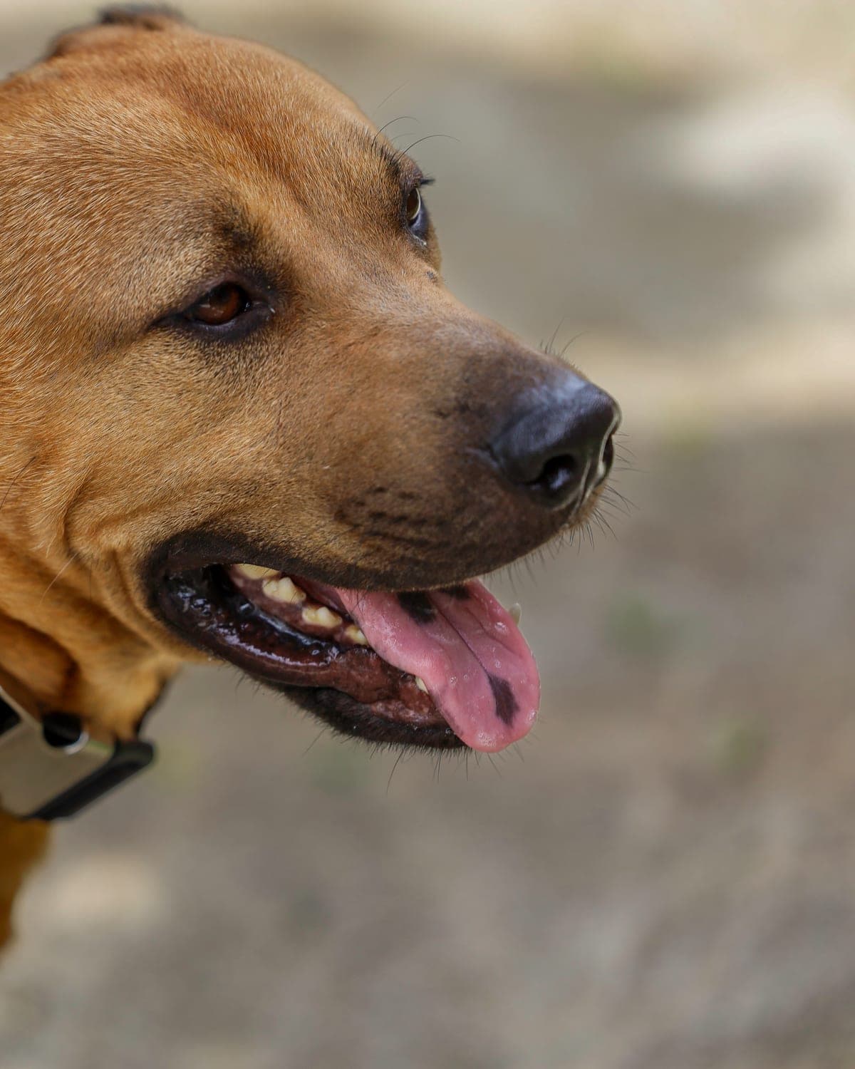 A happy shelter dog at the HSSTT campus