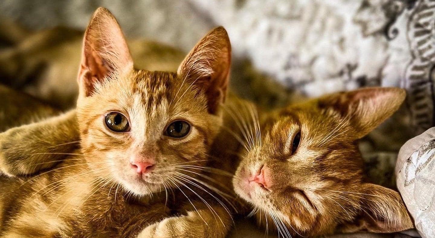 Two rescued cats cuddling at the shelter