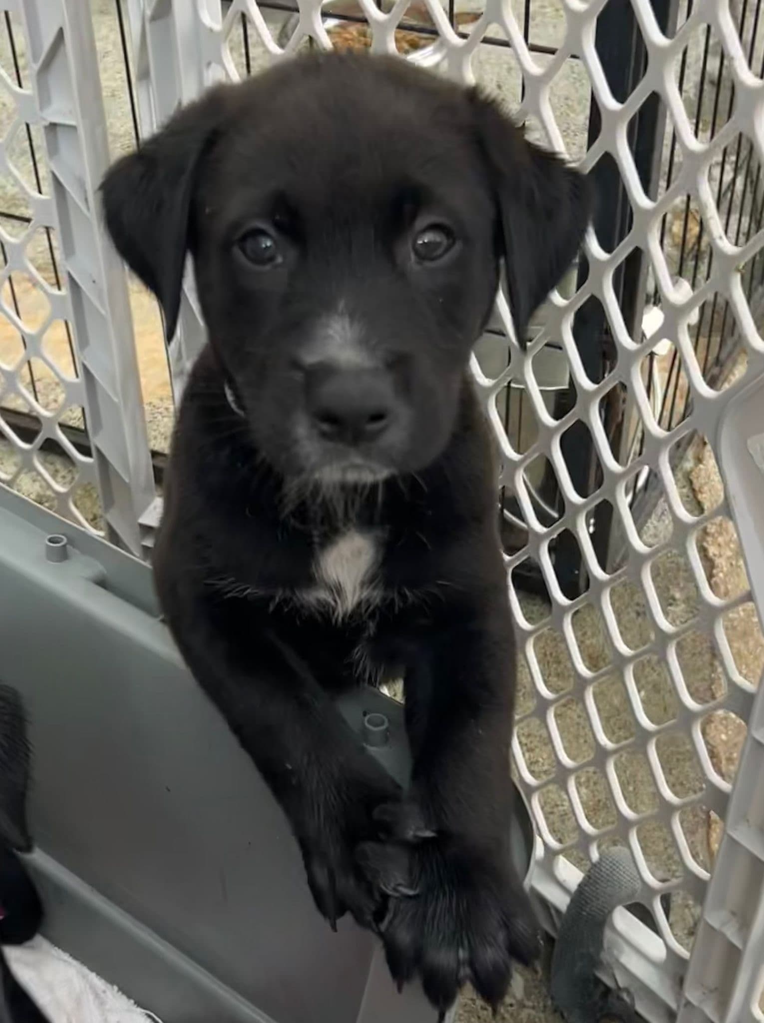 A puppy at the shelter