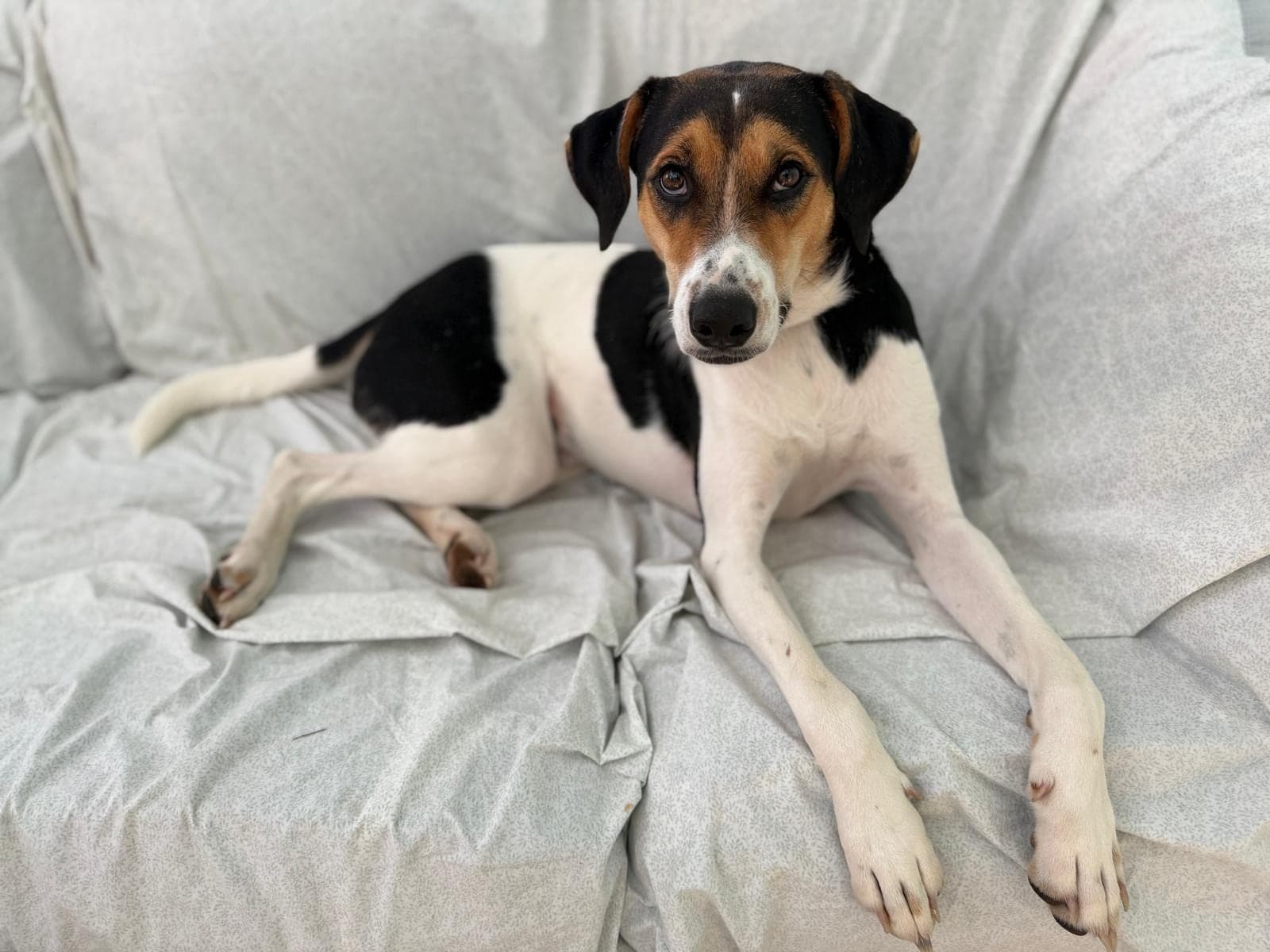 A foster dog relaxing on a bed in a foster home