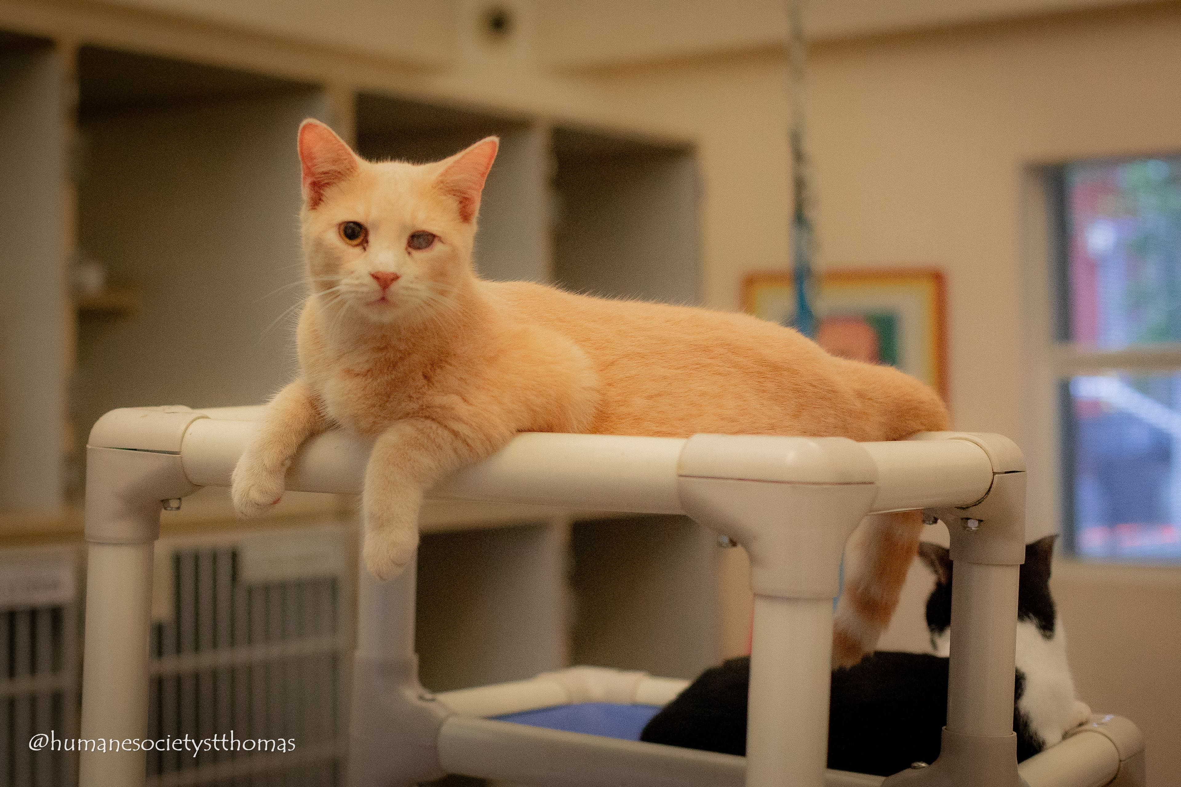 A shelter cat lounging in the sun