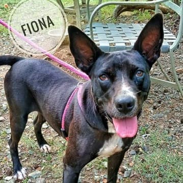 Fiona