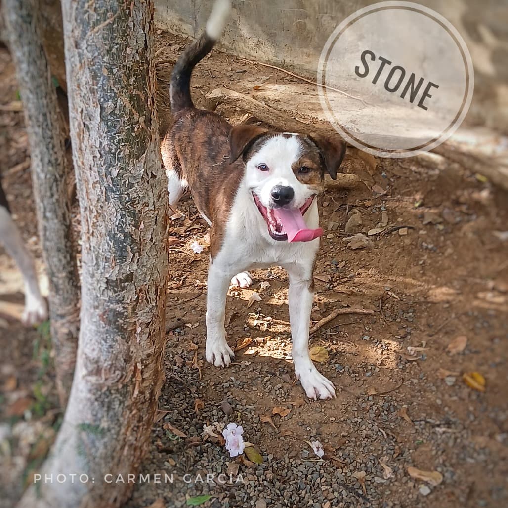 Stone