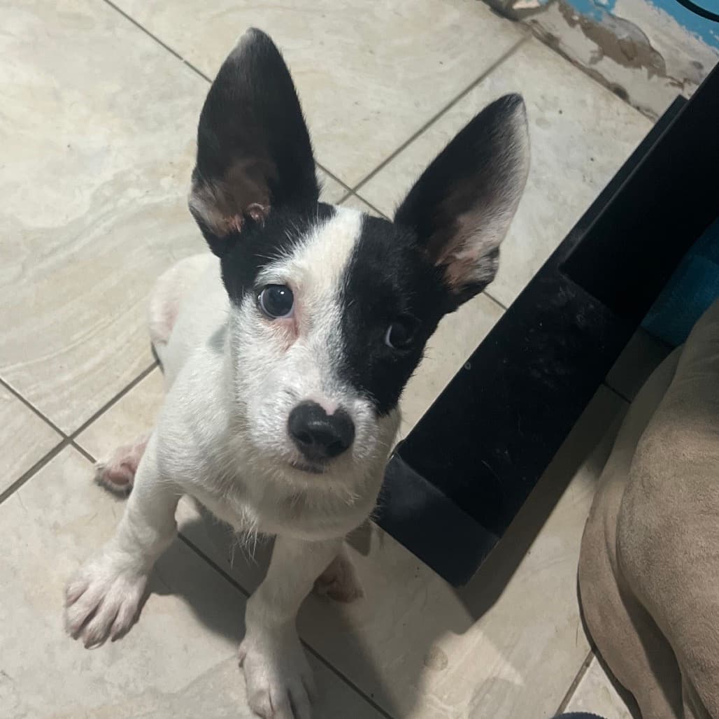 Zuko
