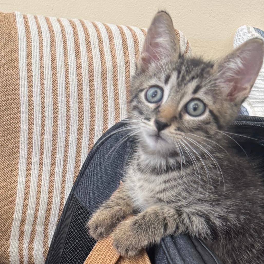 Otis
