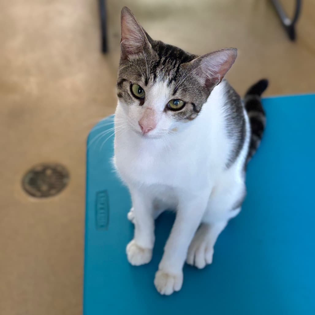 Merlin