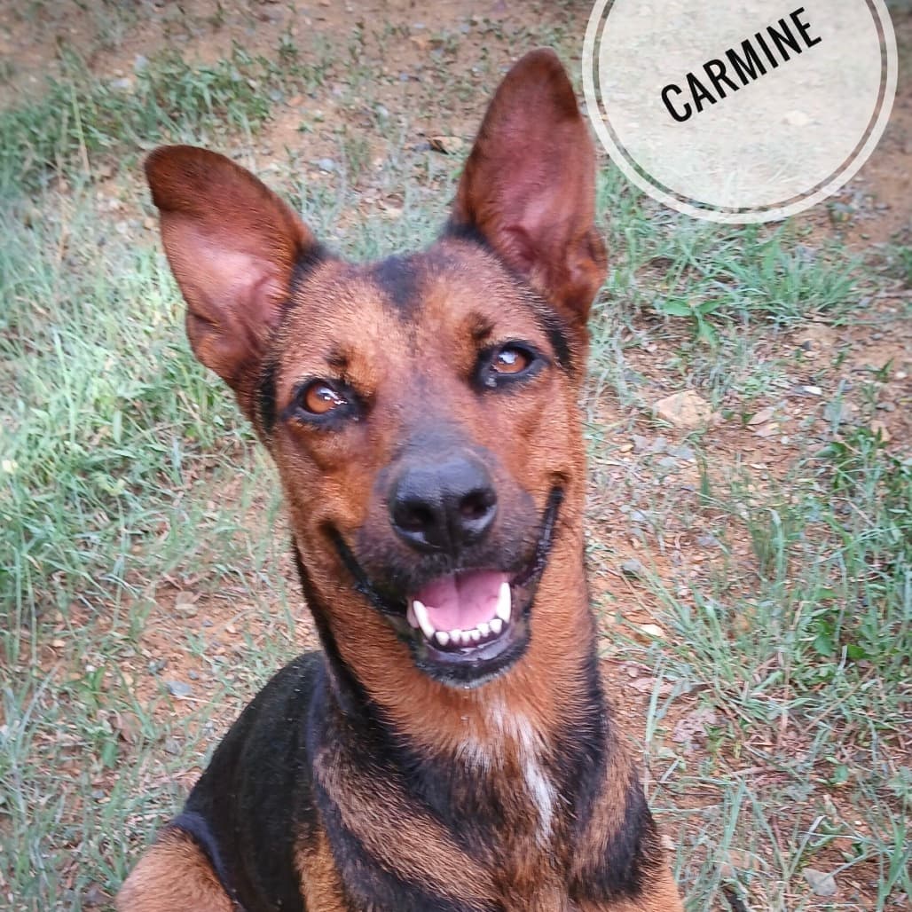 Carmine