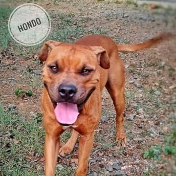 Hondo