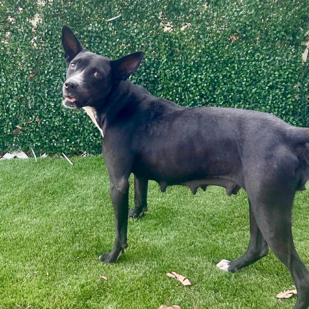 Fiona